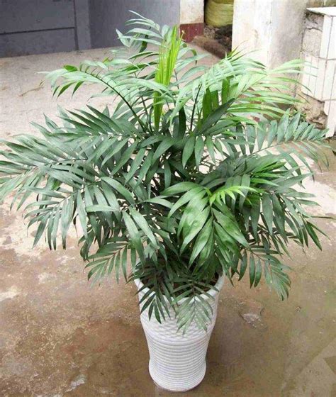 袖珍椰子種植 1979年生